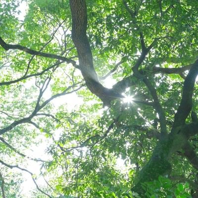新緑の木々の間から差し込む木漏れ日と森の光景の写真