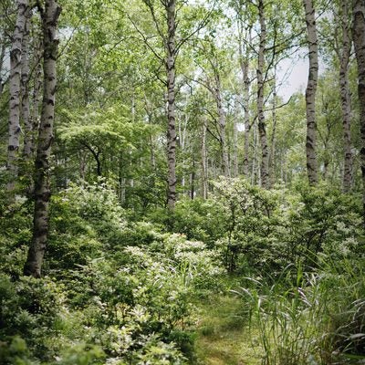 白樺の森の写真