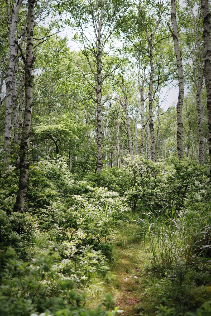 「白樺の森」の写真
