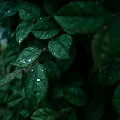 雨上がりの葉に残る水滴の輝きの素材