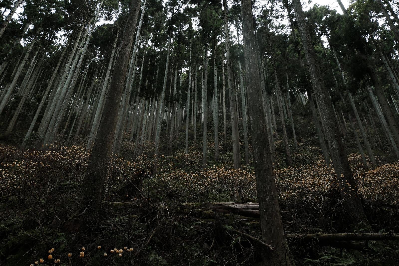 「まっすぐに伸びる杉の木々が立ち並ぶミツマタ群生地」の写真
