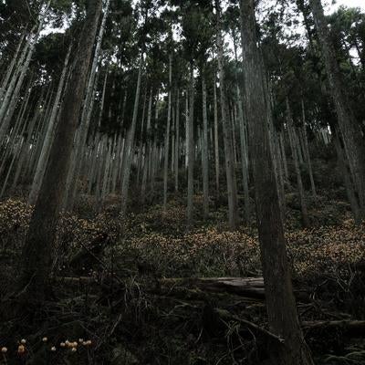 まっすぐに伸びる杉の木々が立ち並ぶミツマタ群生地の写真