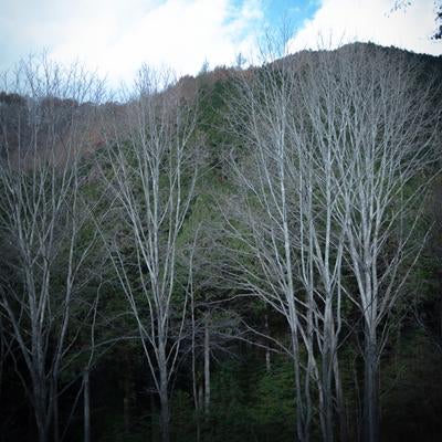 葉を落とした冬の木々の立ち並びの写真