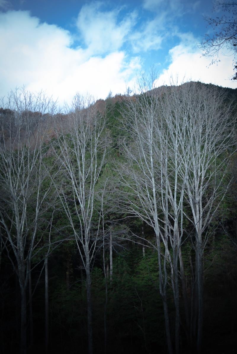 葉を落とした冬の木々の立ち並びの写真