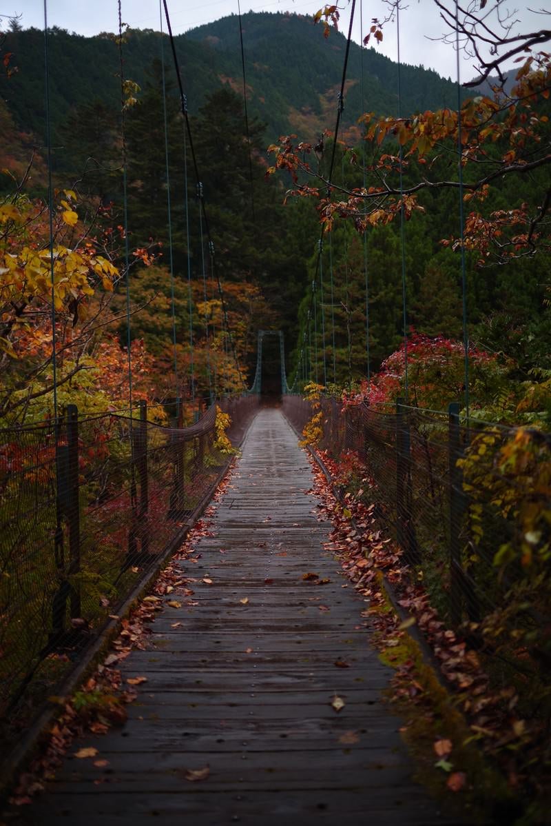 「奥多摩にある吊橋と紅葉」の写真