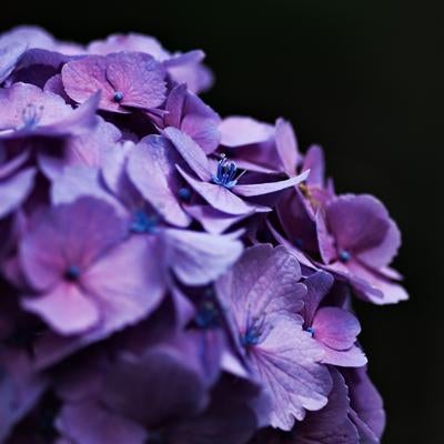 紫と青が織りなすアジサイの繊細な表情の写真