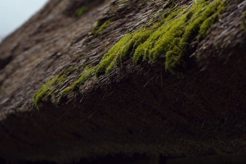 菅沼集落の茅葺の苔（富山県南砺市）の写真