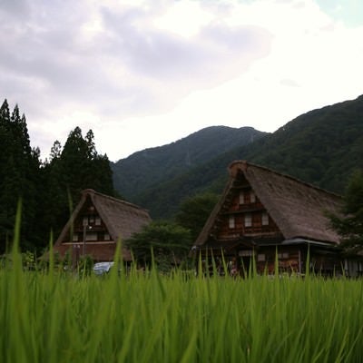 稲から頭を出す菅沼集落の風景の写真