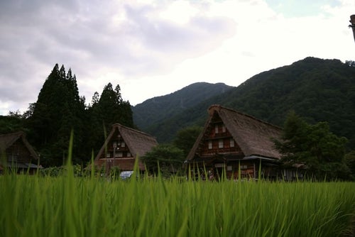 稲から頭を出す菅沼集落の風景の写真