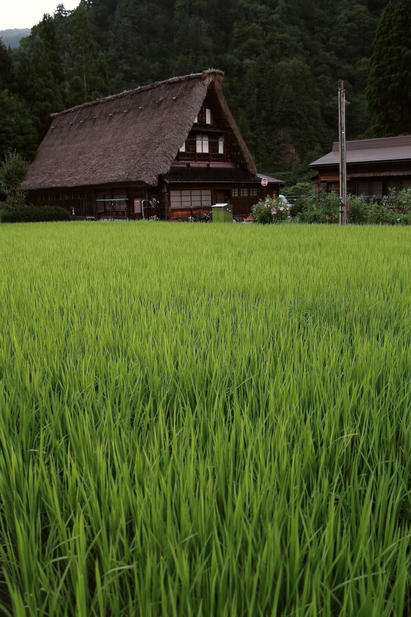 成長する稲の葉先と菅沼集落（富山県南砺市）の写真