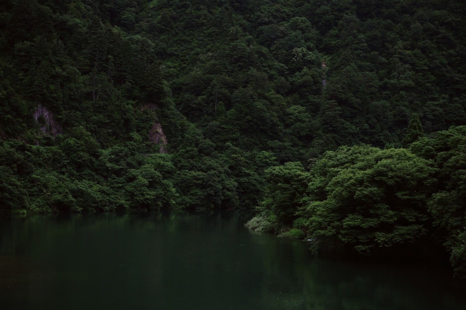 「木々生い茂る川岸（富山県南砺市）」の写真