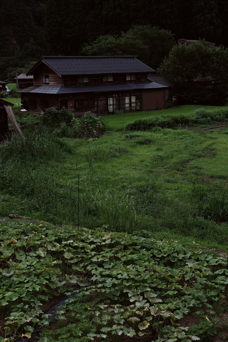 「畑の奥に見える菅沼集落の民家（富山県南砺市）」の写真