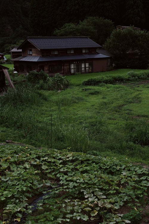 畑の奥に見える菅沼集落の民家（富山県南砺市）の写真
