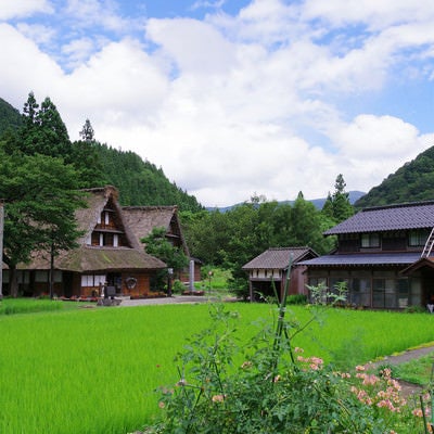 田んぼの稲と菅沼集落（富山県南砺市）の写真