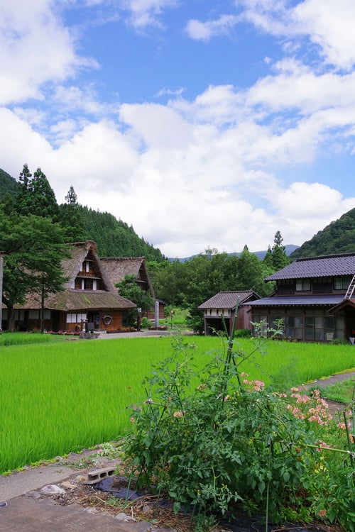 田んぼの稲と菅沼集落（富山県南砺市）の写真