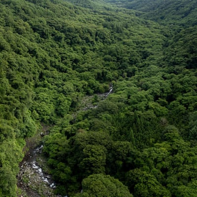 森の間を流れる川の写真