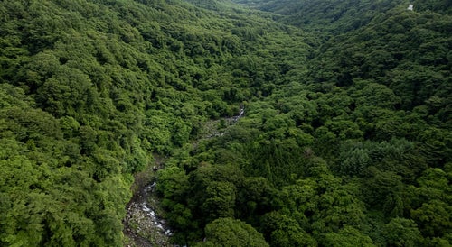 森の間を流れる川の写真