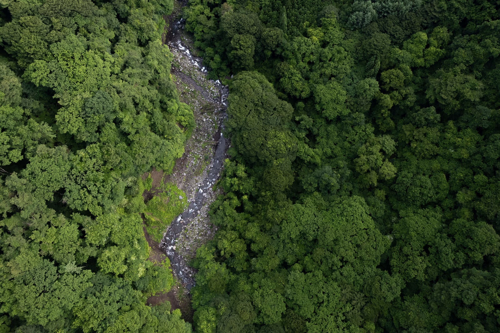 「俯瞰した森の谷」の写真