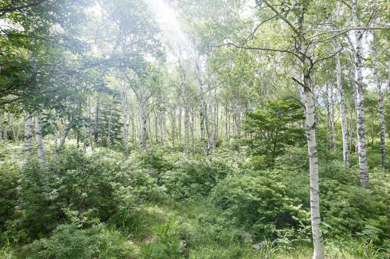 「白樺の森と木漏れ日」の写真