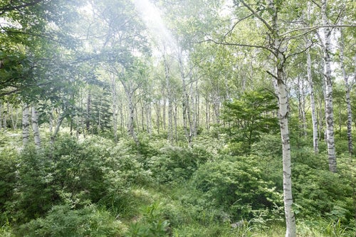 白樺の森と木漏れ日の写真