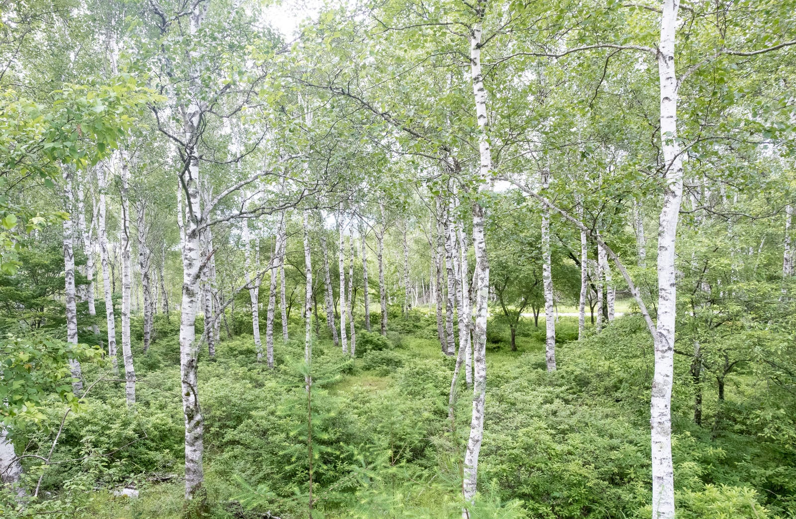 「白樺の森の木々」の写真