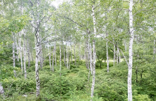 白樺の森の木々の写真