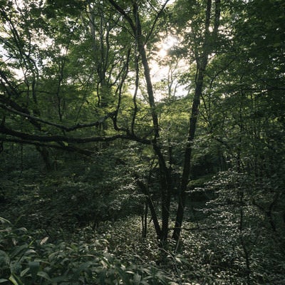 鬱蒼と生い茂る森の中の写真