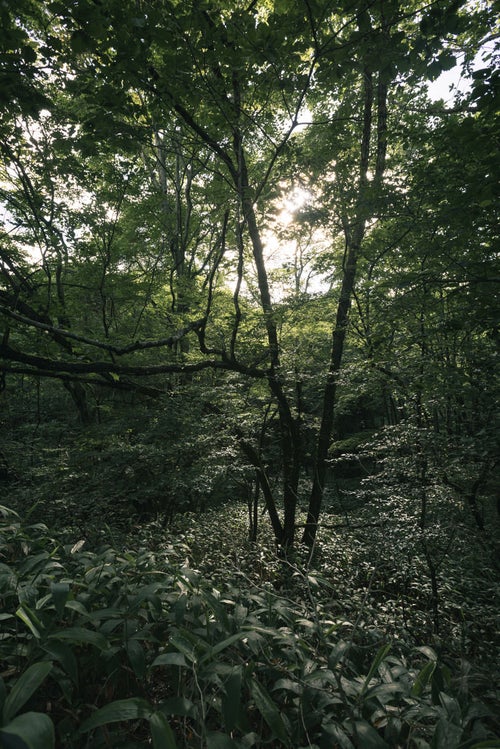 鬱蒼と生い茂る森の中の写真
