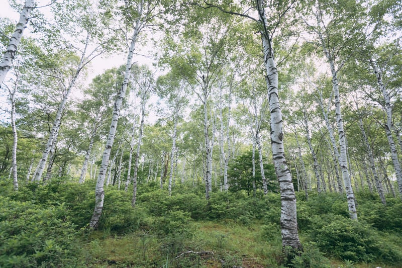 白樺の林の写真