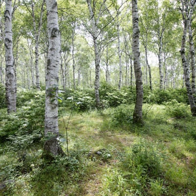 白樺の林を縫う小道の写真