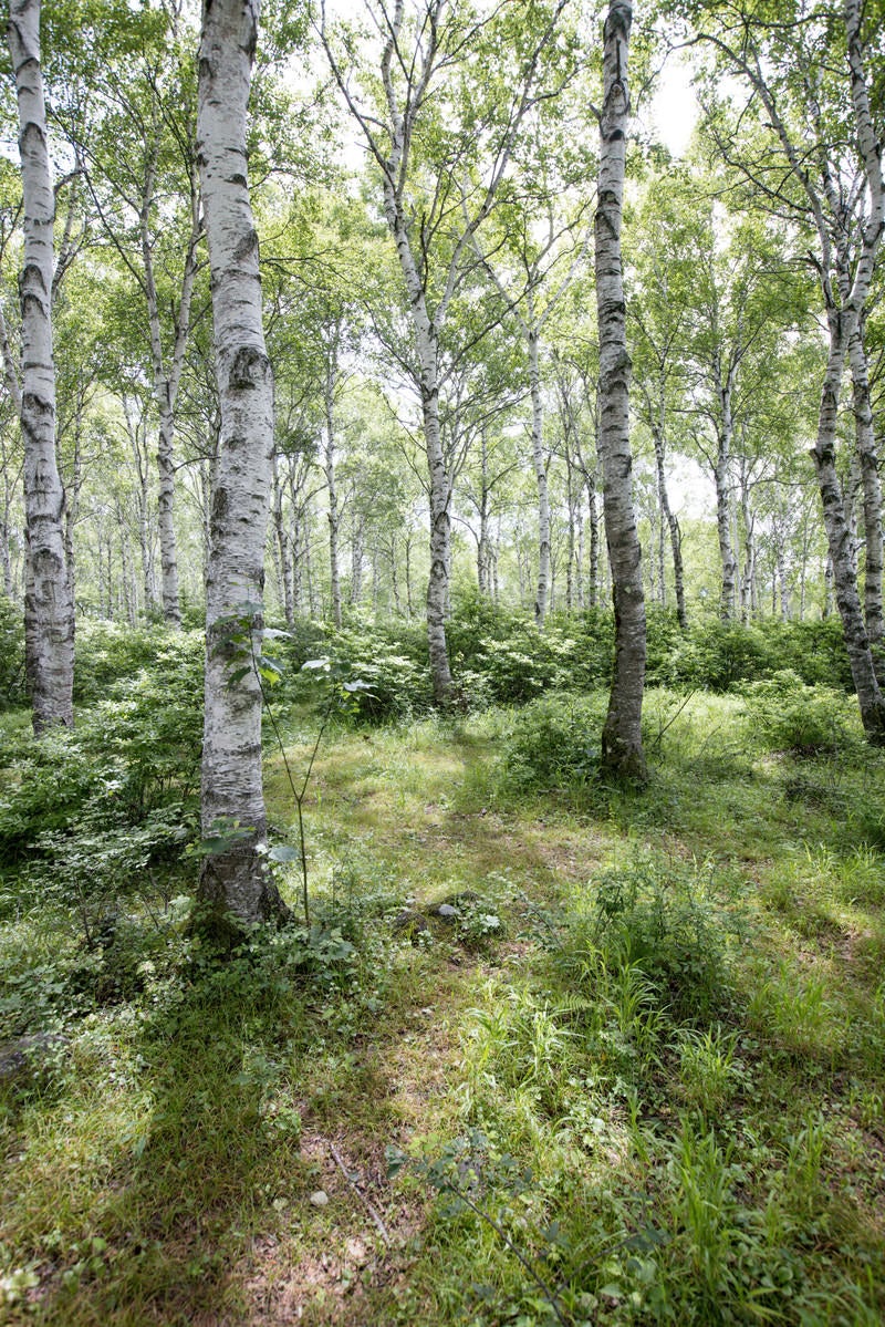 「白樺の林を縫う小道」の写真