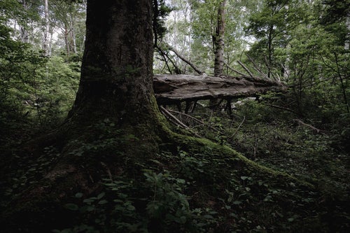 苔生す大木の幹と根の写真
