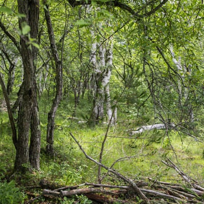 白樺の森に積まれた朽ちた倒木の写真