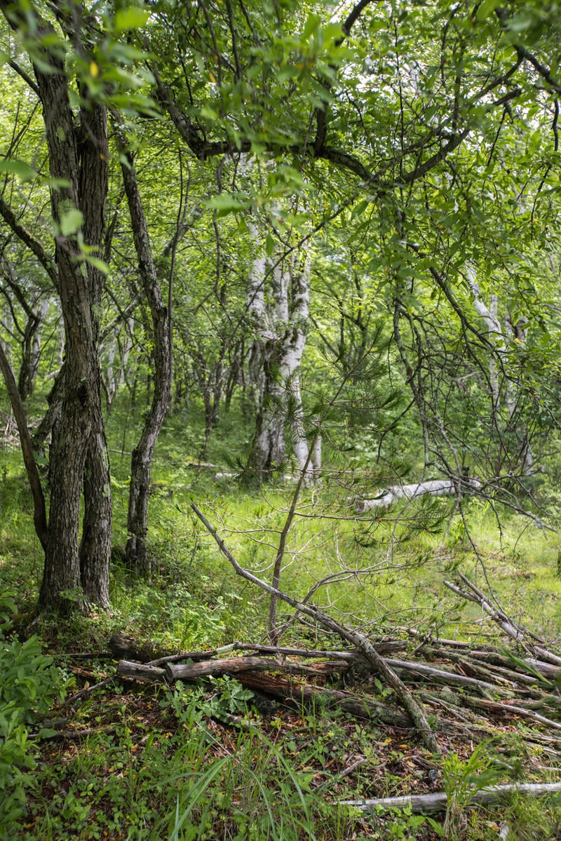「白樺の森に積まれた朽ちた倒木」の写真