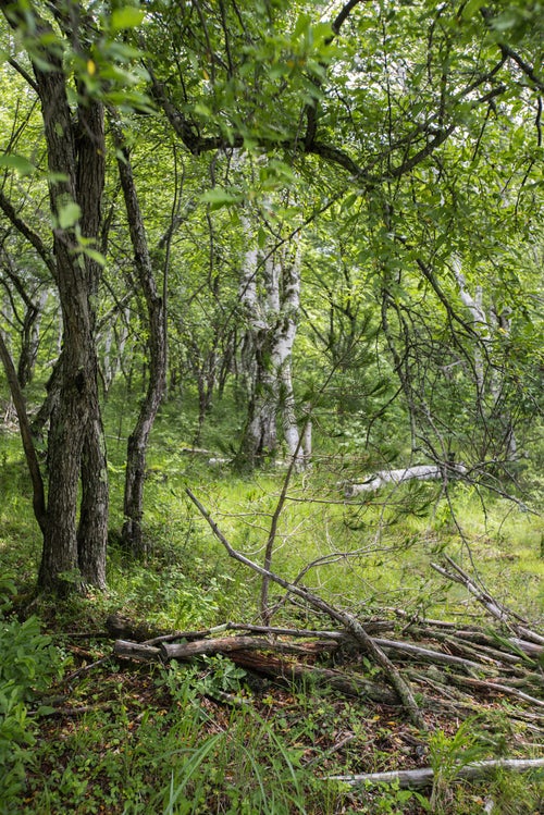 白樺の森に積まれた朽ちた倒木の写真