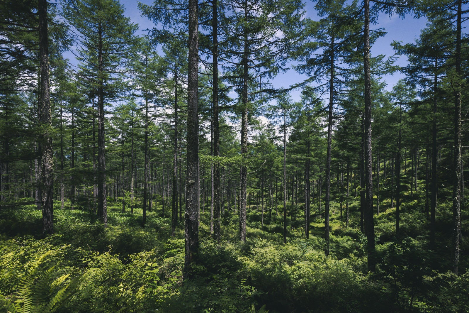 「青空に伸びゆく木々」の写真