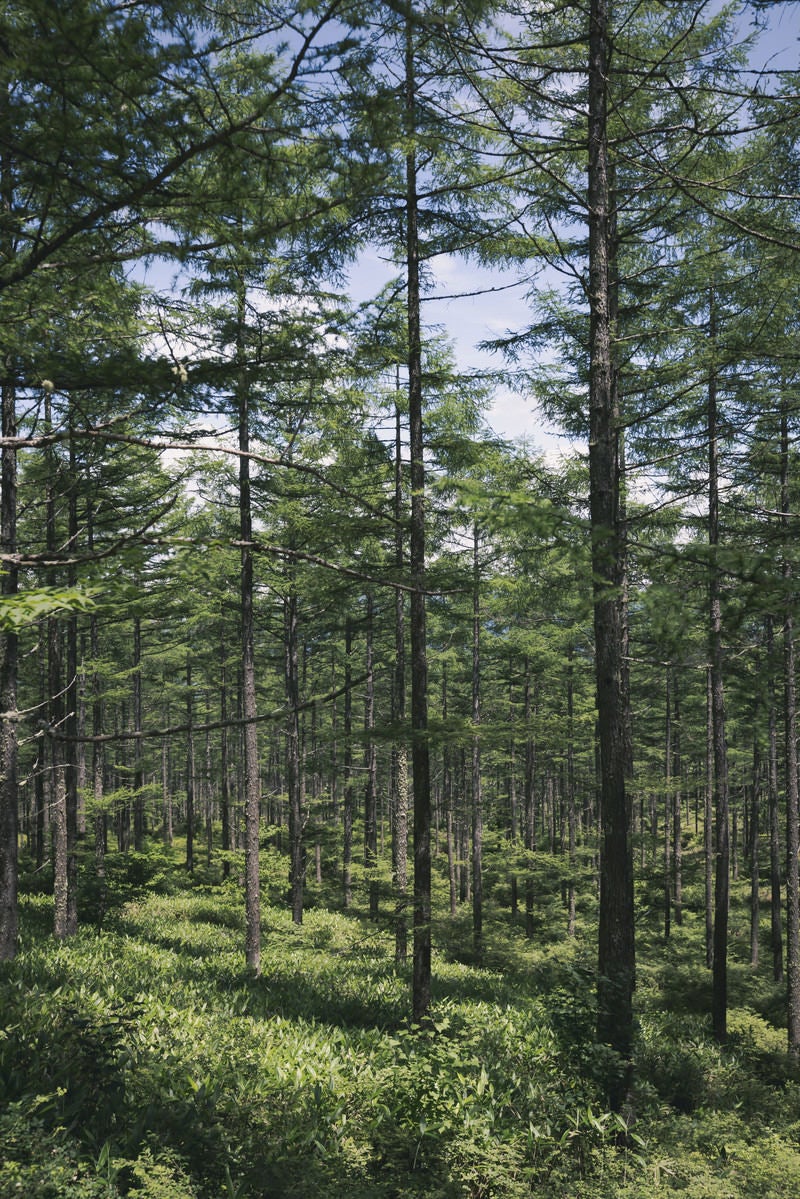 「青空をめがけて伸びる木々」の写真