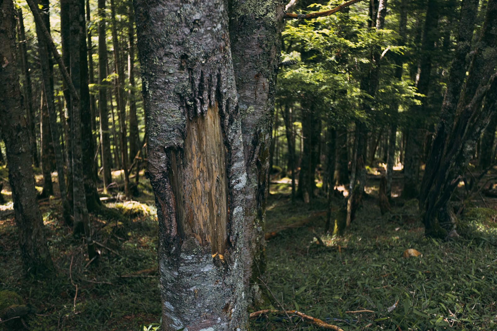 「木に残る熊の爪痕」の写真