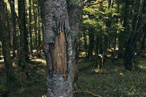 木に残る熊の爪痕の写真