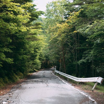 森林の道と傾いたガードレールの写真