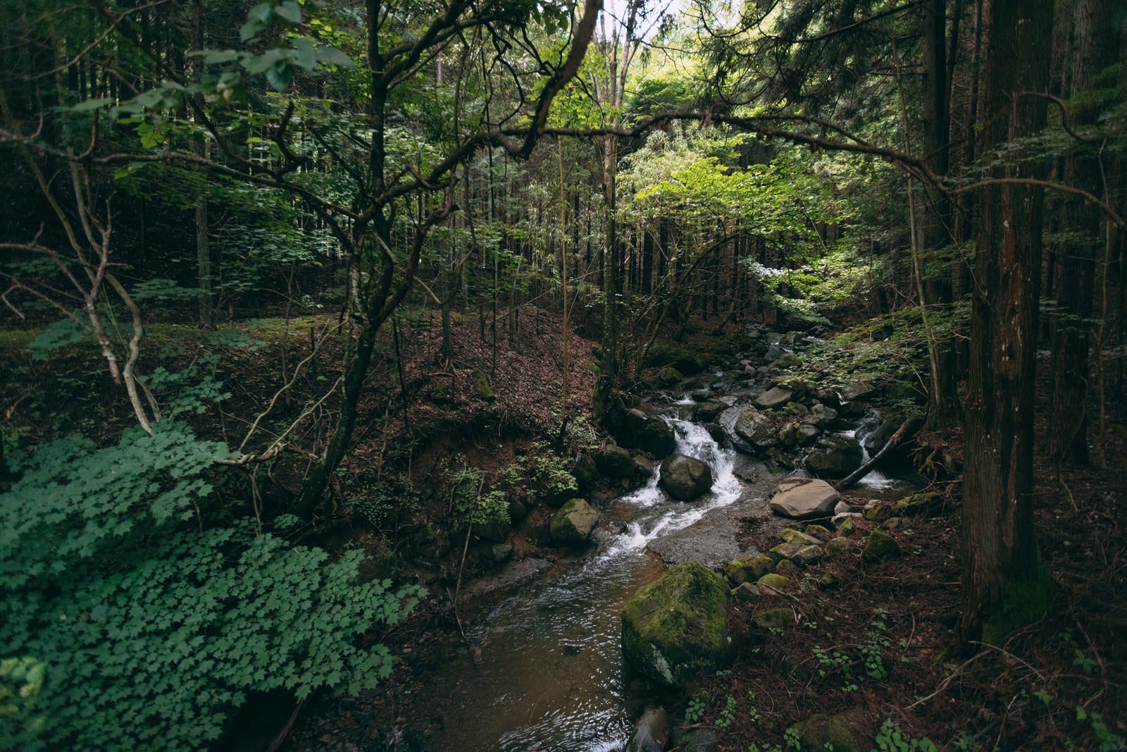 「森の中を流れる渓流」の写真