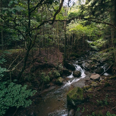 森の中を流れる渓流の写真