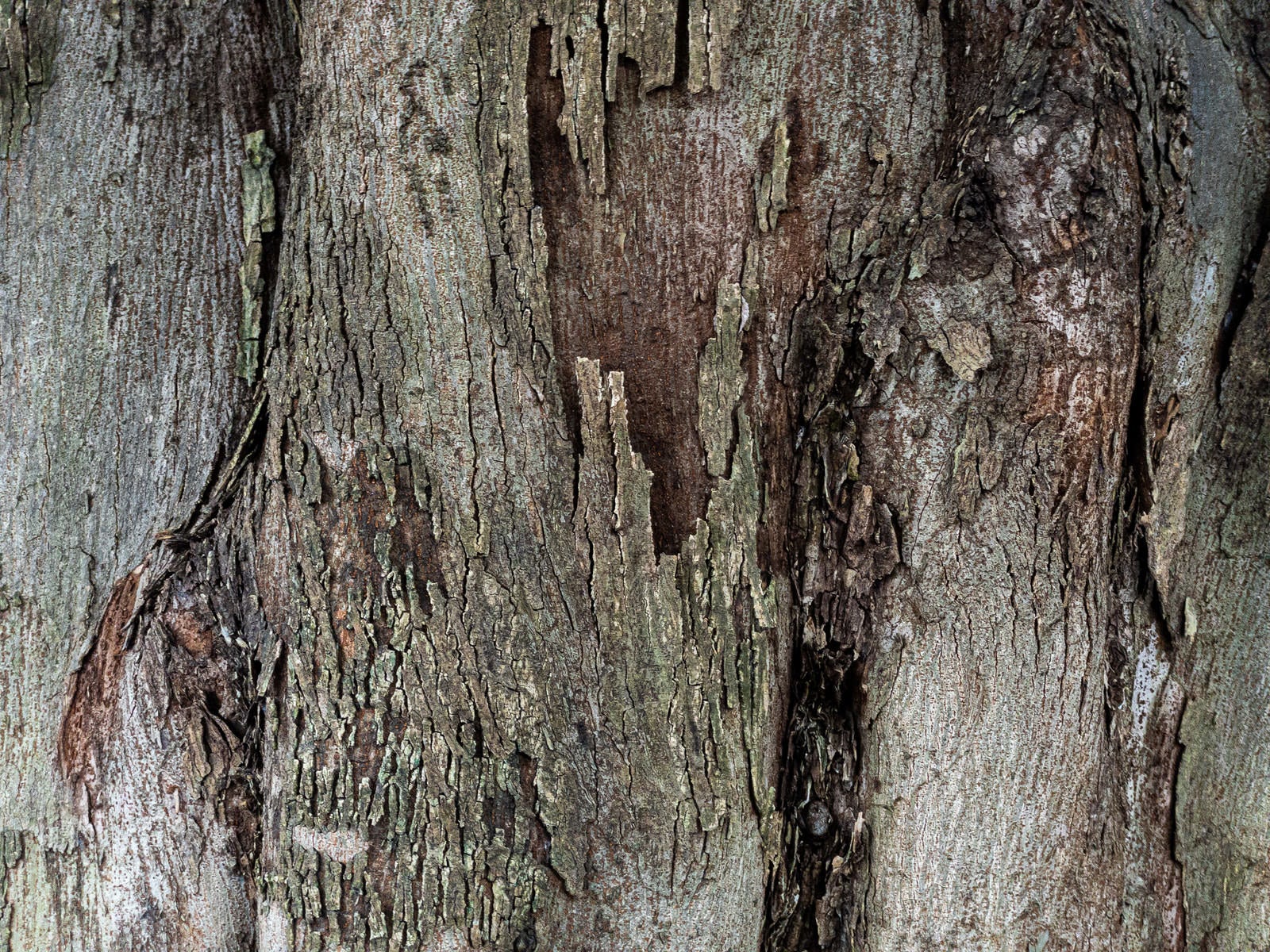 「朽ちた樹皮のテクスチャー」の写真