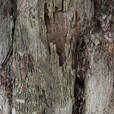 朽ちた樹皮のテクスチャーの写真