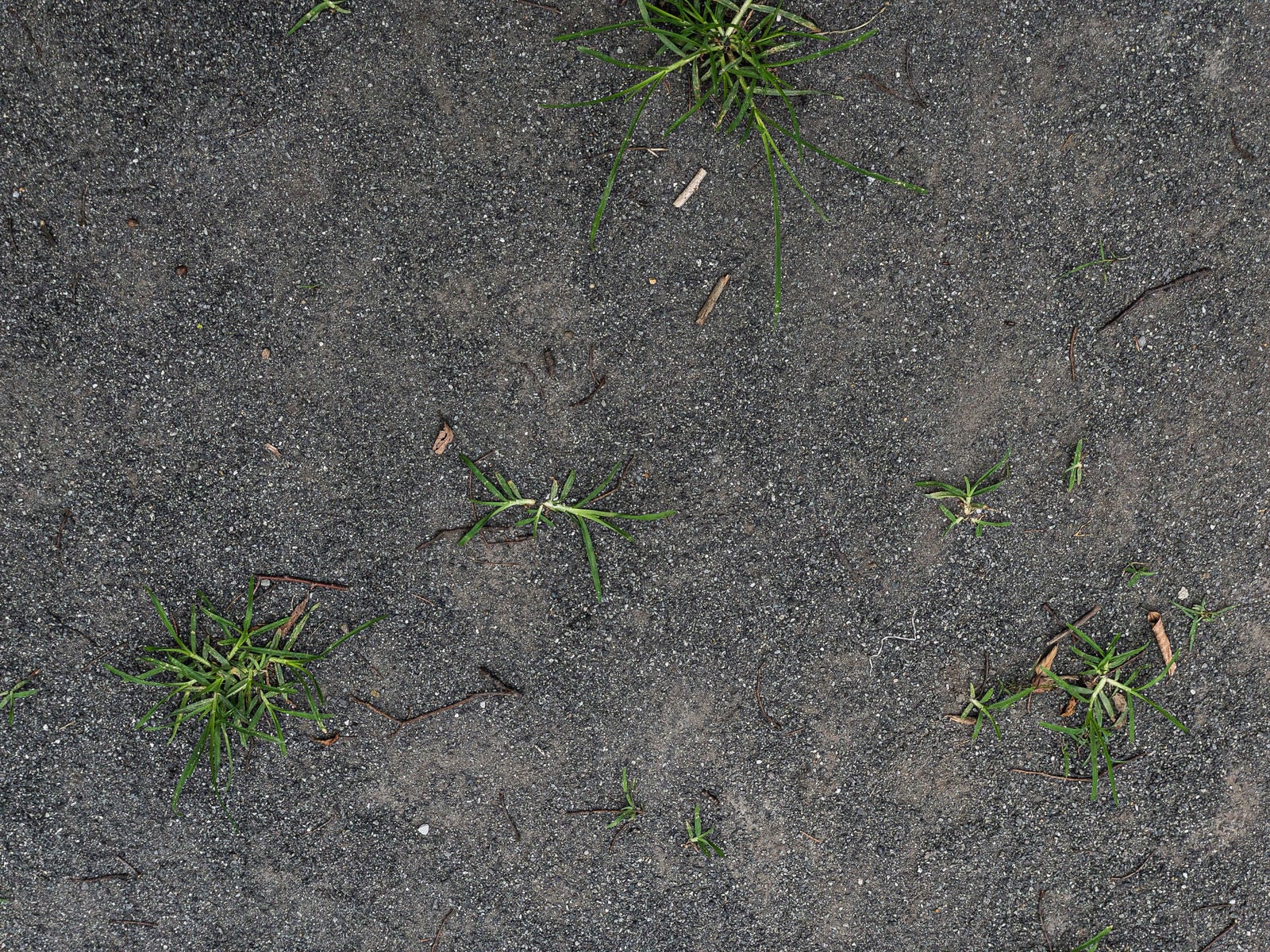 「砂地に根を張る雑草のテクスチャー」の写真