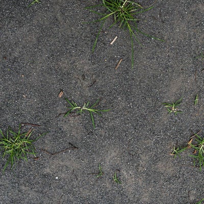砂地に根を張る雑草のテクスチャーの写真
