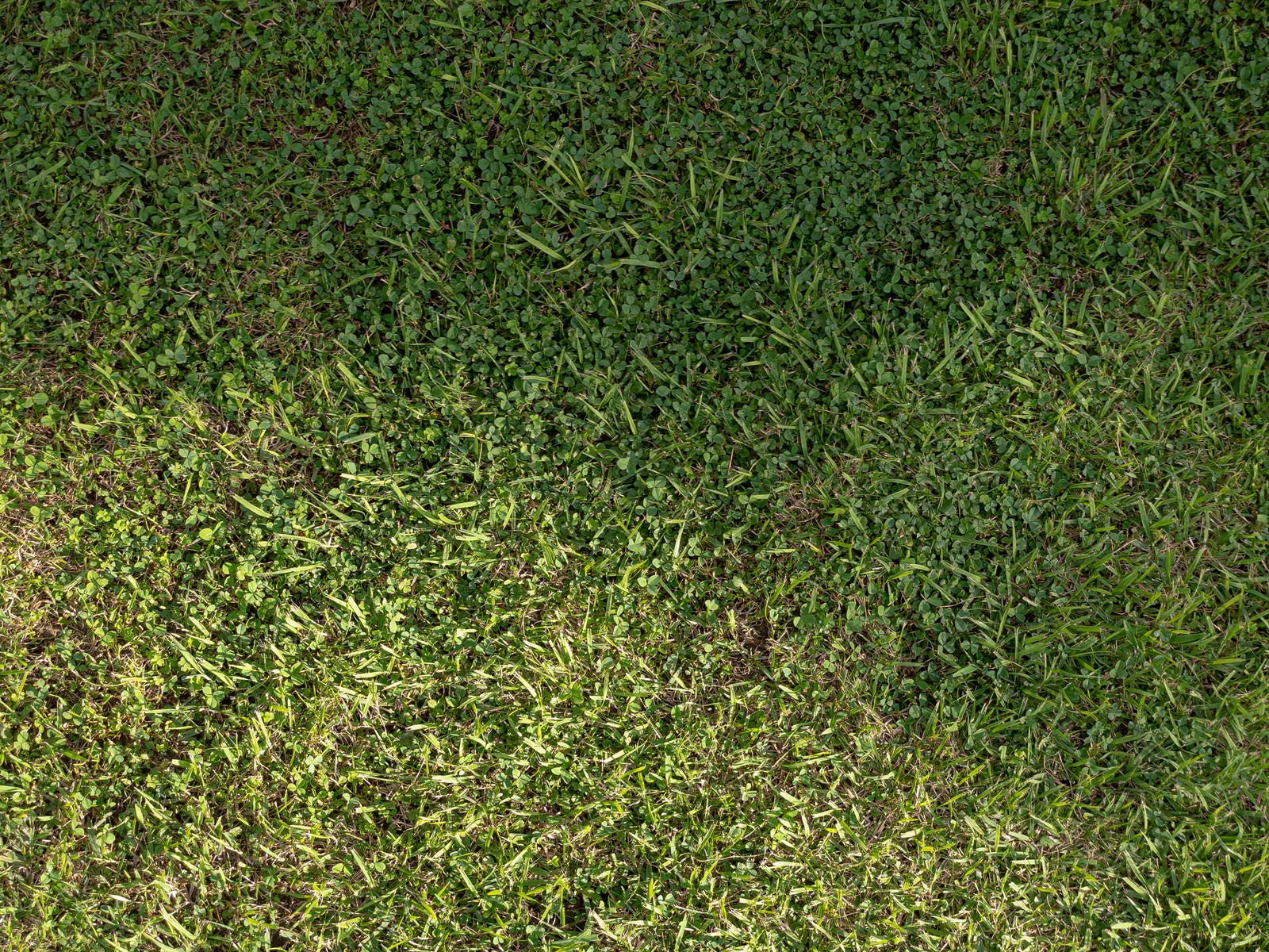 「芝生とカタバミ」の写真
