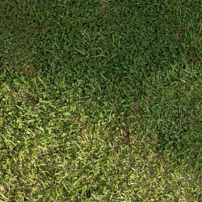 芝生とカタバミの写真