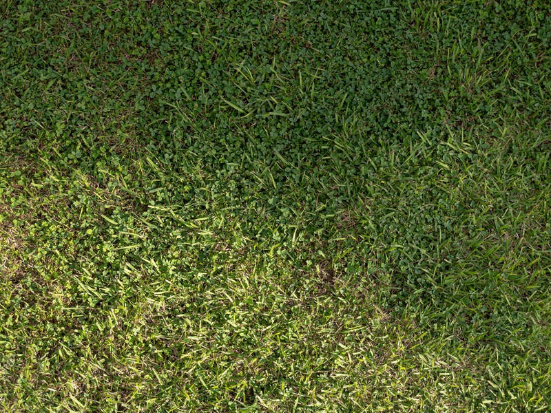 芝生とカタバミの写真