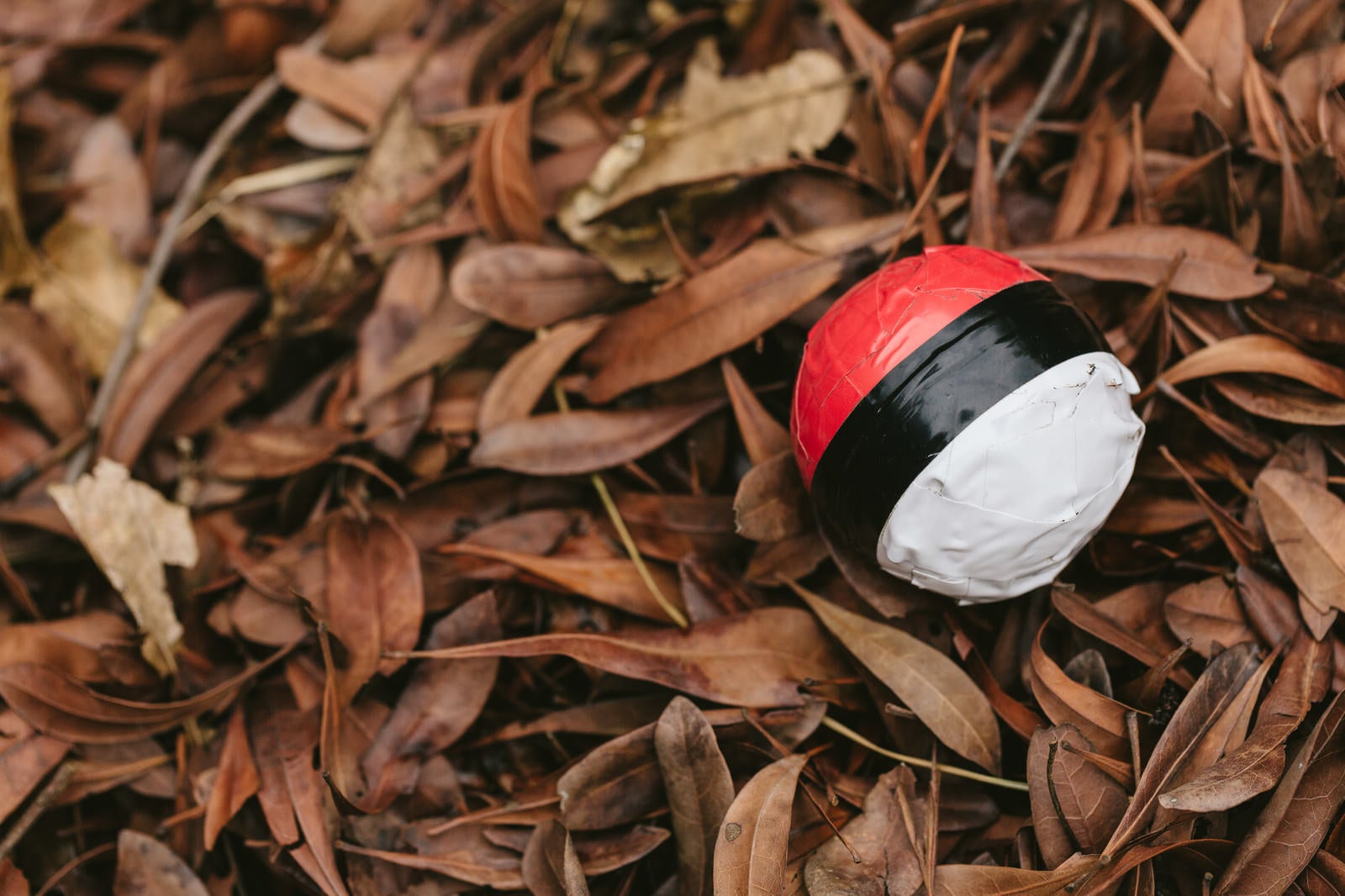 「落葉にまみれた紅白ボール」の写真